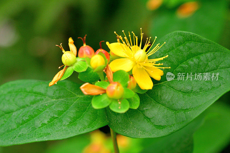 androsaemum / Tutsan / Sweet-amber:花和果